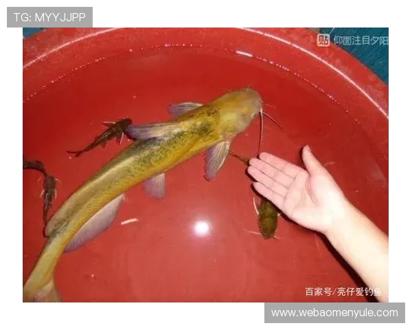 博鱼真人直播互动体验提供逼真的现场互动环境让玩家享受如临其境的娱乐体验